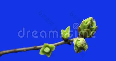 <strong>树枝</strong>上长出的小芽，<strong>发芽</strong>过程，进化，春时流逝，杵，雌花，蓝色
