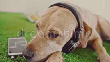 狗喜欢在图<strong>书</strong>馆里放平板电脑，听耳机音乐