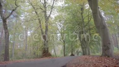 倾斜的镜头开始于道路水平，一条被美丽的绿色和黄色树木包围的大道