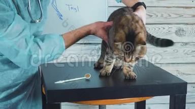 兽医诊所。 兽医检查时可爱的猫。 兽医讲习班