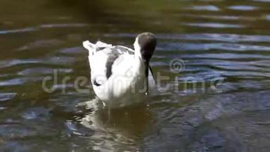 从欧亚大陆来的海岸鸟鸟，在水中<strong>游动</strong>的一只小鸟的特写镜头