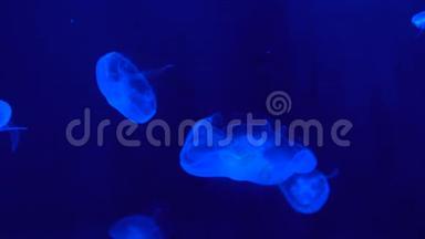 漂浮在蓝色背景上的水母，漂浮在海洋生物的<strong>深处</strong>