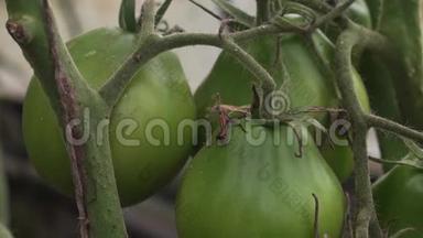 <strong>蕃茄</strong>生长在温室里，葡萄干上有未成熟的果实. 有机蔬菜